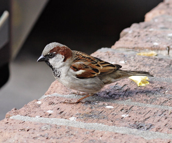 Heel Veel Mussen In De Tuin
