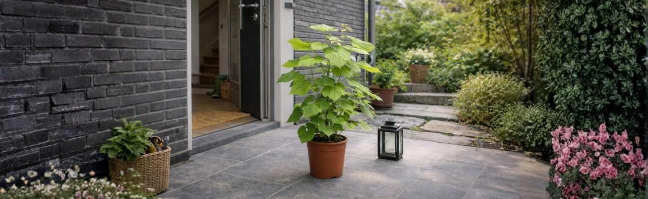 Kamerlinde snoeien: Tips voor een gezonde en mooie plant