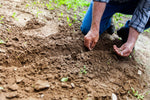 Beste tijd voor tuin aanplanten: Wanneer planten voor groei - Doika