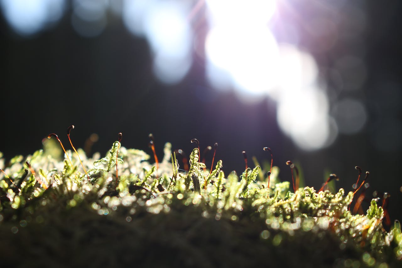 Onkruid verwijderen: Efficiënte methodes voor een schone tuin - Doika