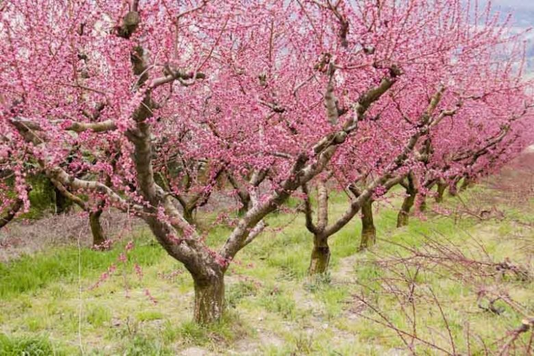 Perzikboom snoeien: Tips voor een gezonde groei en rijkelijke oogst - Doika