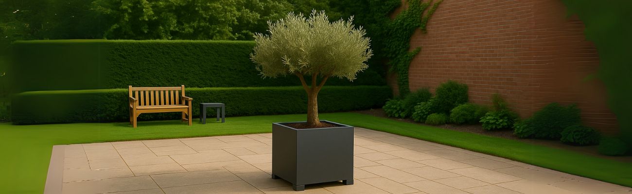 Welke plantenbak voor olijfboom? - Doika