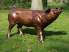 Bronzen beeld Varken 70x40x130cm 45kg