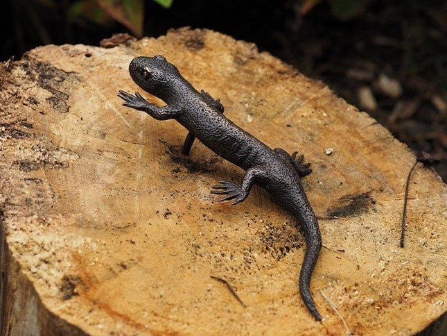 Bronzen beeld Salamander 3x8x19cm - Doika - Bronzen beeld - Doika - 5410807013175 - AN1317BR-B