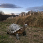 Tuinbeeld Reuze Schildpad 196x102x110 cm