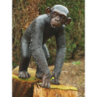 Thermobrass Chimpansee 77x38x55cm (HxBxL) - Doika BV - Bronzen beeld - Thermobrass - 5410807592656 - B59265